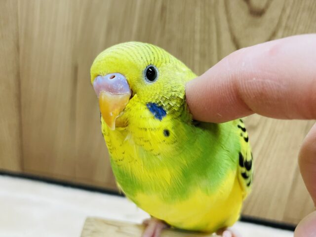 【最新画像更新🪄】猪突猛進☆元気の良さは勢いに現れる☆セキセイインコ(パイド) ヒナ セキセイインコ