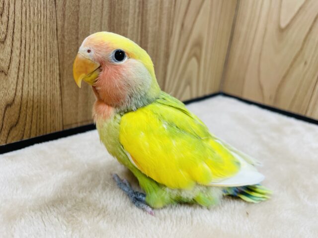 コザクラインコ（小桜インコ）