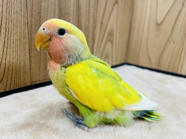 コザクラインコ（小桜インコ）