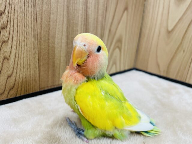 コザクラインコ（小桜インコ）
