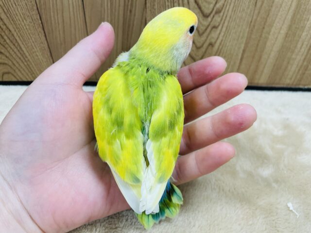 コザクラインコ（小桜インコ）