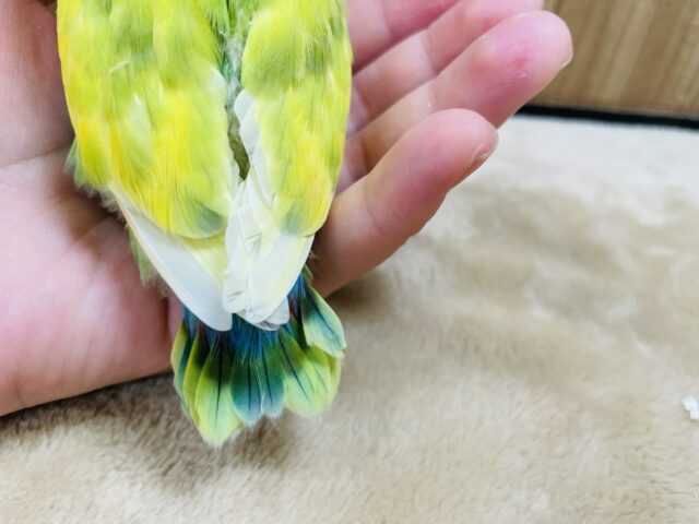 コザクラインコ（小桜インコ）