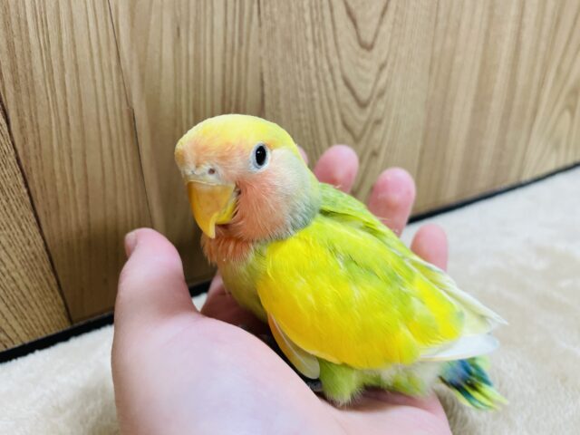 コザクラインコ（小桜インコ）