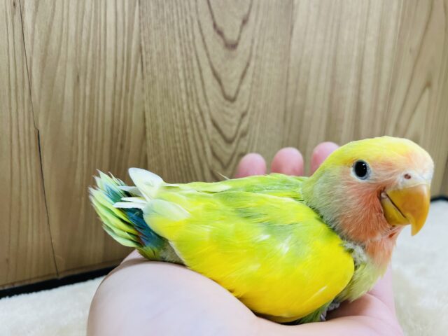 コザクラインコ（小桜インコ）