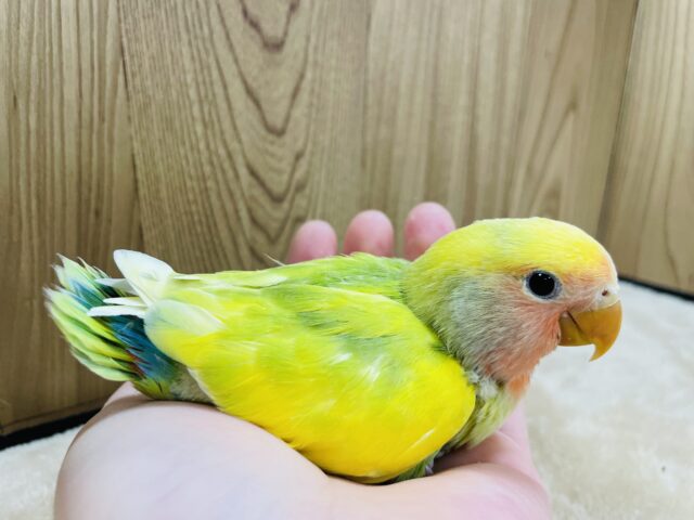 コザクラインコ（小桜インコ）