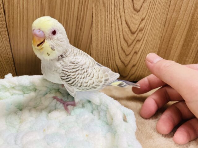 セキセイインコ