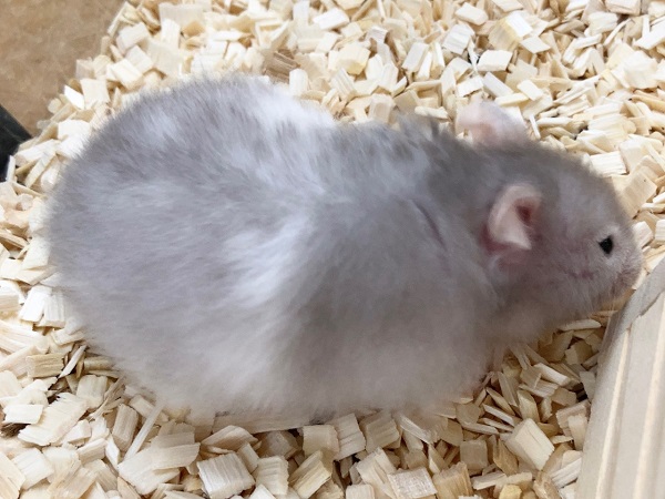 ゴールデンハムスター