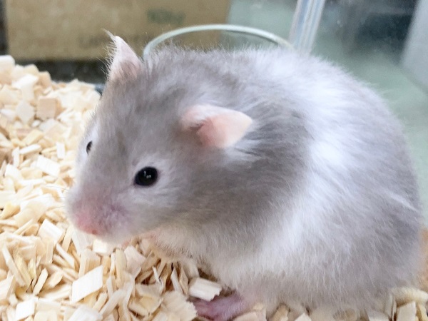 ゴールデンハムスター