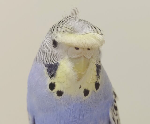 羽衣セキセイインコ