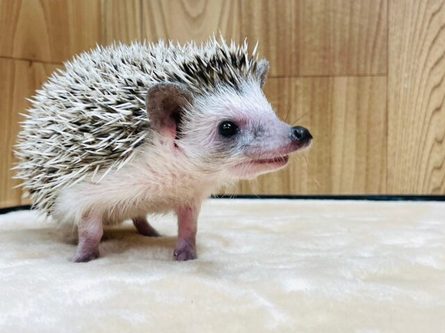 ハリネズミ（ヨツユビハリネズミ）