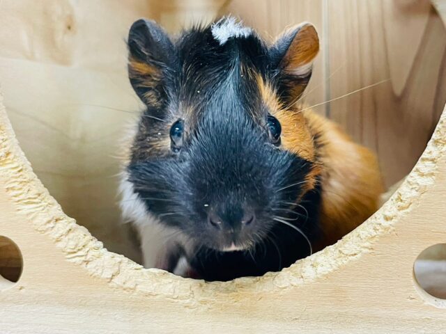 アビシニアンモルモット