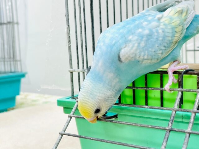 セキセイインコ