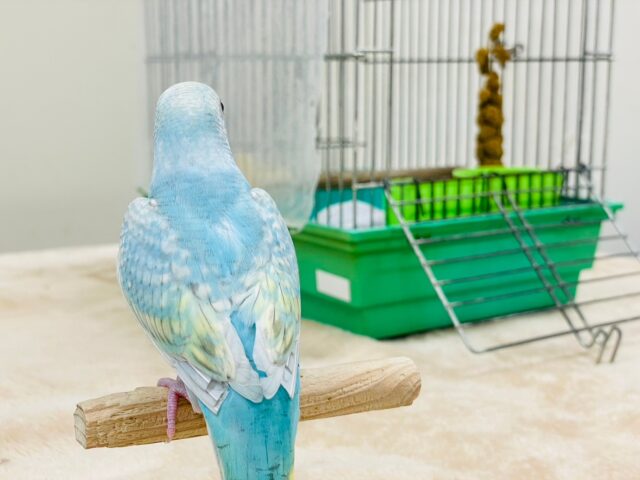セキセイインコ