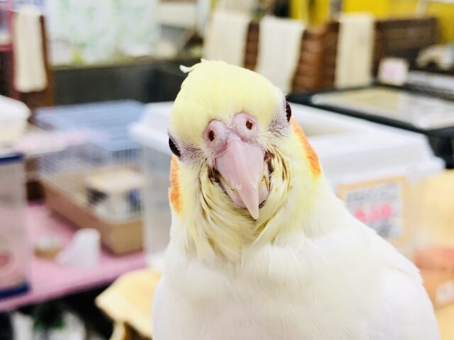 オカメインコ
