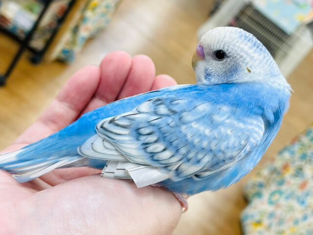 セキセイインコ