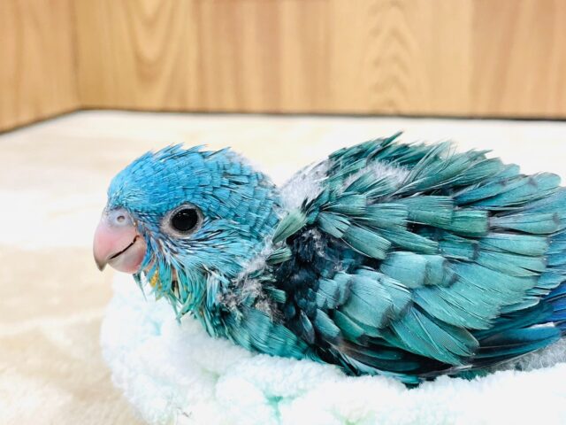 サザナミインコ