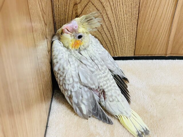オカメインコ