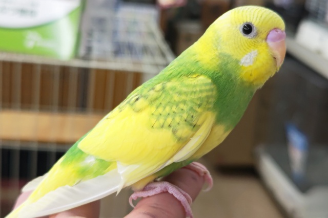 セキセイインコ