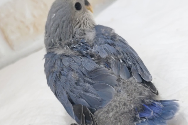 🌟最新画像🌟 美しい圧倒的色合い~💙 コザクラインコ(バイオレット) コザクラインコ(小桜インコ)