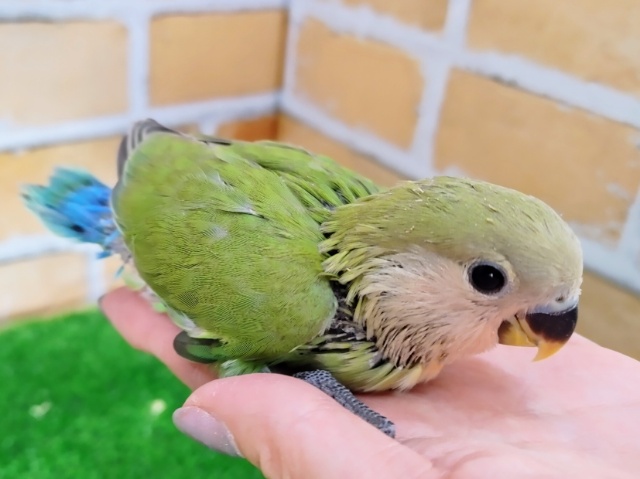 最新画像更新❤鮮やかでしょ?小桜インコ(ノーマル) コザクラインコ(小桜インコ)
