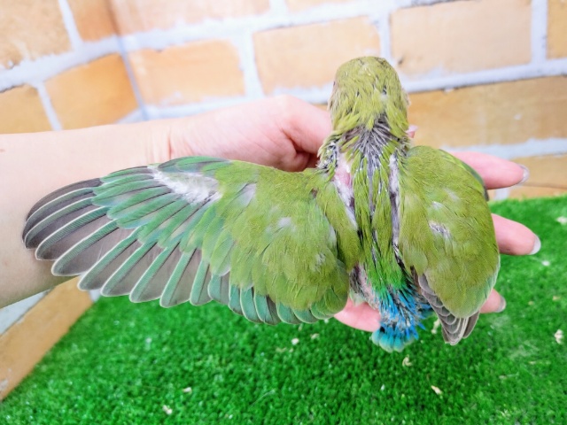 最新画像更新❤鮮やかでしょ?小桜インコ(ノーマル) コザクラインコ(小桜インコ)