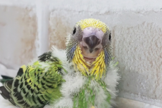 セキセイインコ