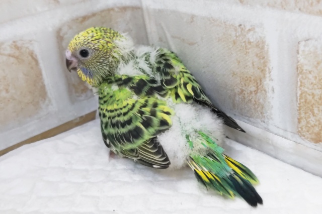 セキセイインコ