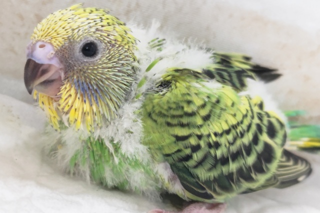 セキセイインコ