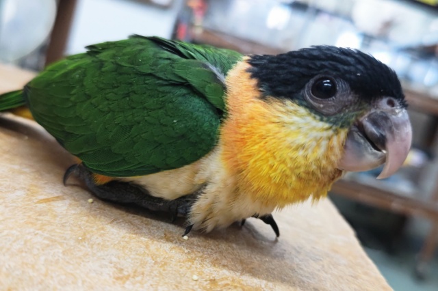 ズグロシロハラインコ