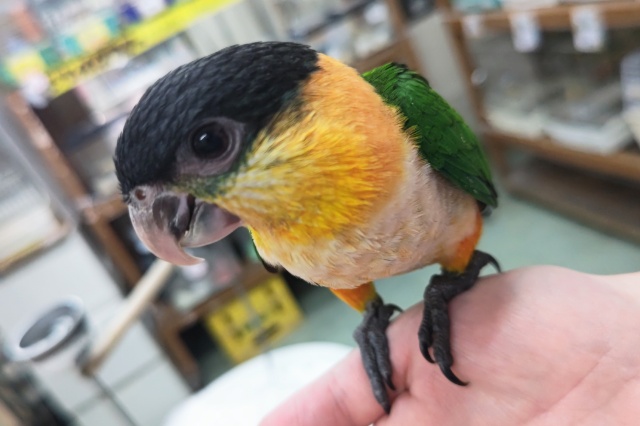 ズグロシロハラインコ