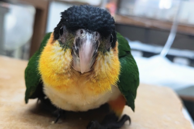 ズグロシロハラインコ