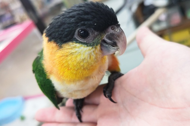 ズグロシロハラインコ