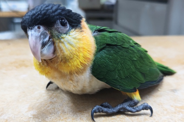 ズグロシロハラインコ