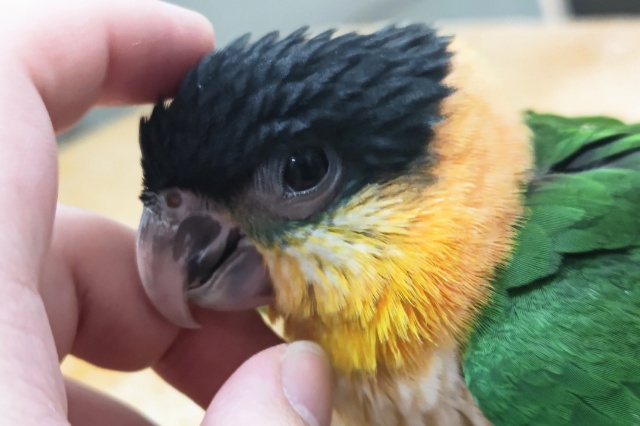 ズグロシロハラインコ