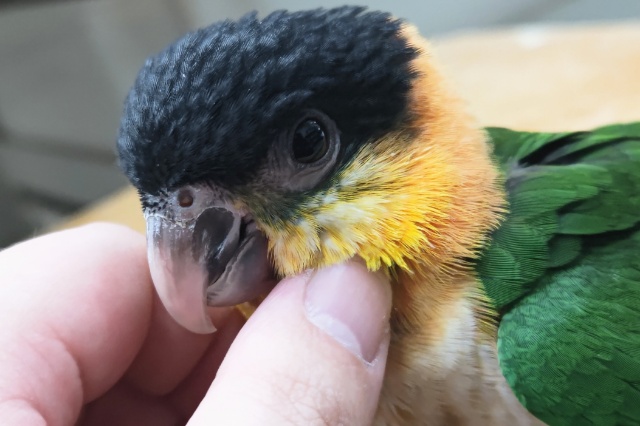 ズグロシロハラインコ