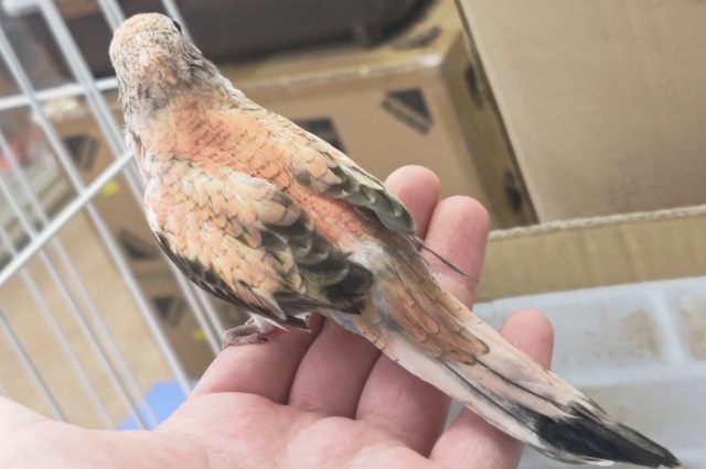 🌟最新画像🌟 ピンクと黒のツンデレさん~🍁 アキクサインコ( アキクサインコ(秋草インコ)