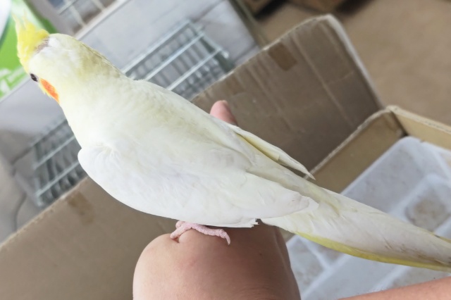 オカメインコ