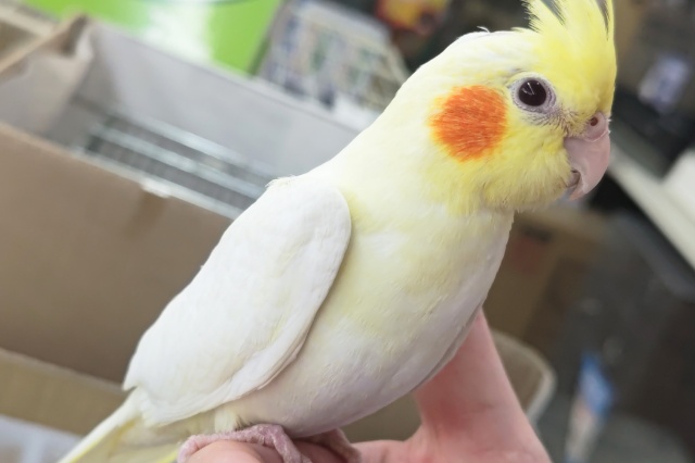 オカメインコ