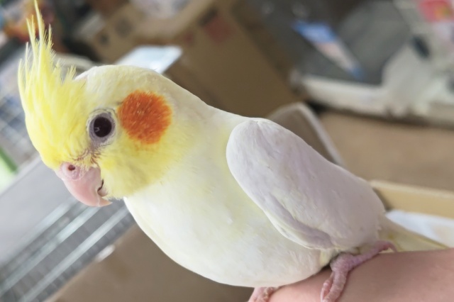 オカメインコ