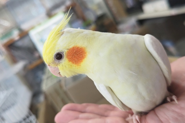 オカメインコ