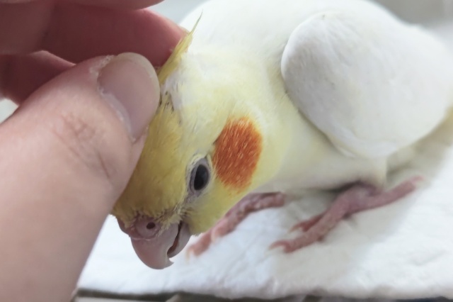 オカメインコ