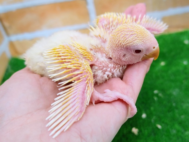 コザクラインコ（小桜インコ）