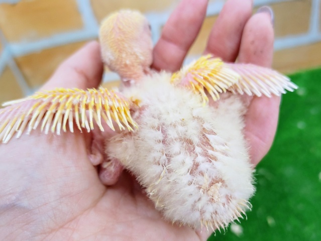 コザクラインコ（小桜インコ）