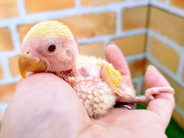 コザクラインコ（小桜インコ）