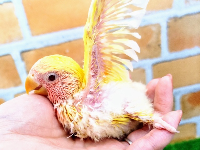 コザクラインコ（小桜インコ）