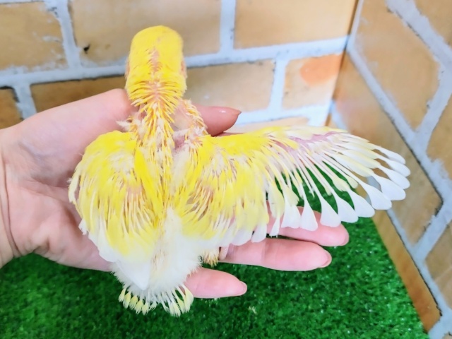 コザクラインコ（小桜インコ）