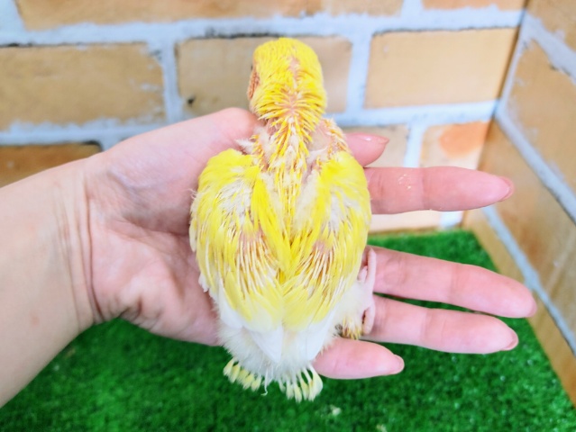 コザクラインコ（小桜インコ）