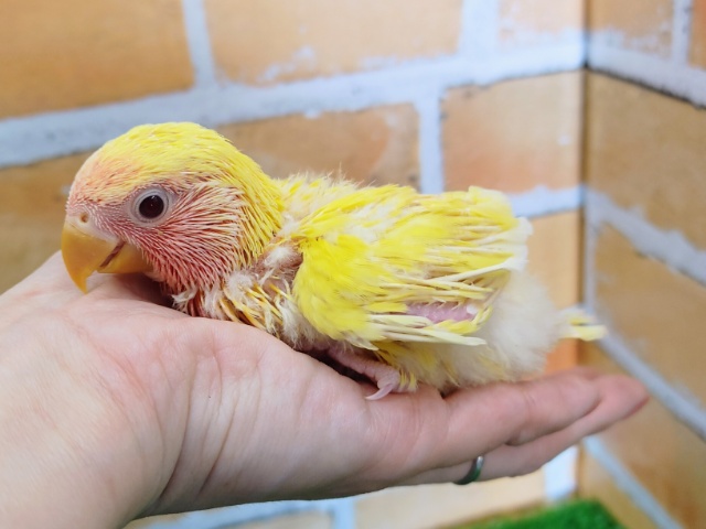 コザクラインコ（小桜インコ）