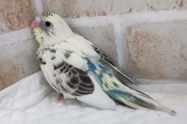 圧倒的色合いたまらない~👑 セキセイインコ(4色ハルクイン) セキセイインコ