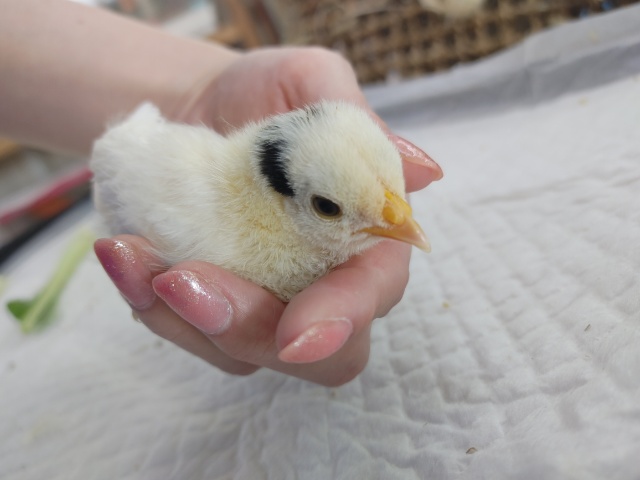 碁石チャボ（ゴイシチャボ）